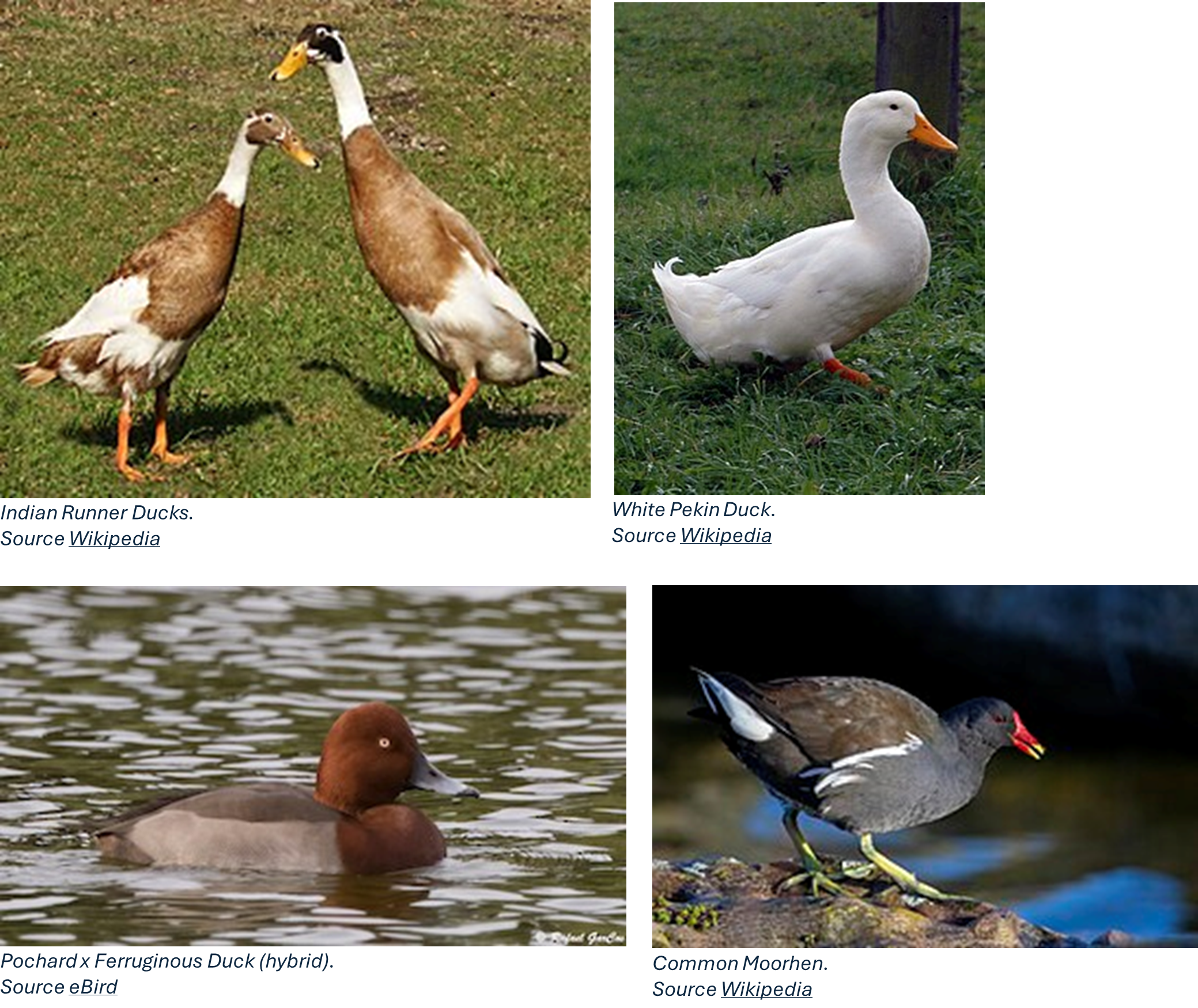 Billingborough Spring Wells wildlife